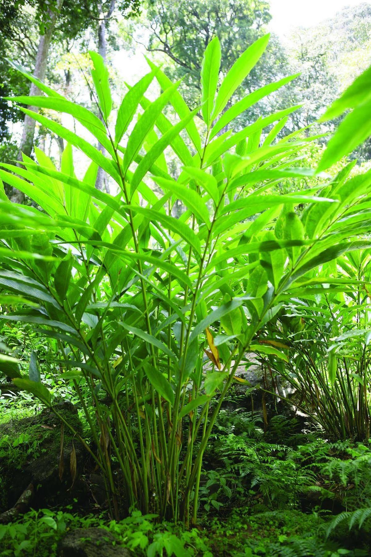 Ambady Estate Hotel Munnar Luaran gambar